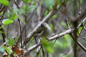 075 Kinglet, Ruby-crowned, 2023-05201846 Mount Auburn Cemetery, MA